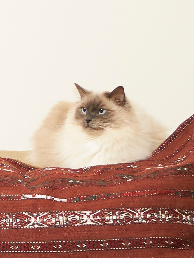Gesunde Katze sitzt auf der Couch und genießt die gute Luftqualität